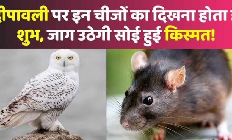 दिवाली पर अगर देख लिया जीव को घर में तो समझें लग गई लॉटरी 1 KSHITITECH 1 14 KSHITITECH