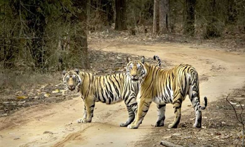 MP में वन्यप्राणी क्षेत्रों की सीमा चिन्हित करने बनेगी डिजिटल बाउंड्री, इको सेंसेटिव जोन में अवैध गतिविधियों पर भी प्रतिबंध रहेगा 1 KSHITITECH 11A 81 KSHITITECH