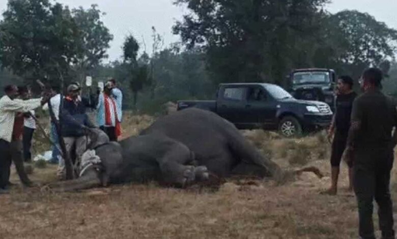 बांधवगढ़ टाइगर रिजर्व में चार हाथियों की संदिग्ध मौत, चार की हालत गंभीर, वन मंत्री ने दिए SIT जांच के आदेश, जहर देकर मारने की आशंका 1 KSHITITECH 30A 40 KSHITITECH