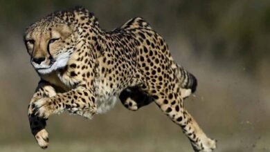 cheetah 33 3 1 Console Corptech Pradakshina Consulting Pvt Ltd
