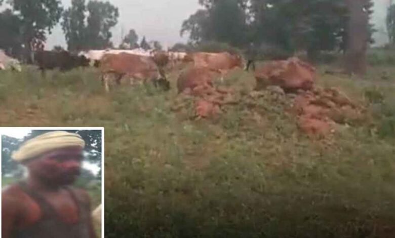 छत्तीसगढ़-जशपुर में फसल चरने रोकने पर दबंगों ने किसानों को किया लहूलुहान 1 KSHITITECH chhattisgarh 15 2 11 KSHITITECH