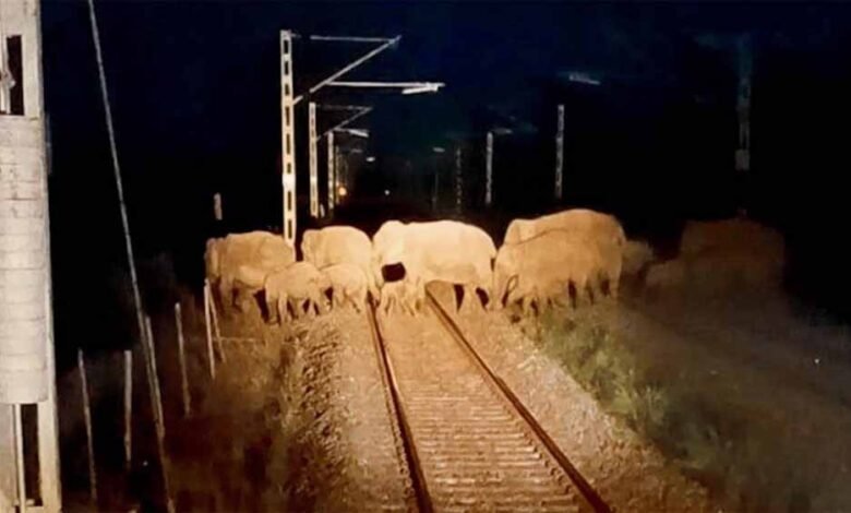मप्र का वन विभाग अब कर्नाटक की तर्ज पर काम करेगा, हाथियों से मानव का संघर्ष टालने के लिए होगा AI का इस्तेमाल 1 KSHITITECH eliphent1 1 KSHITITECH
