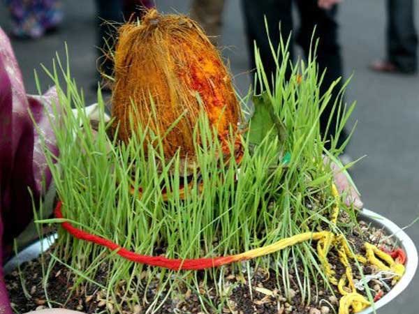 सेहत के लिए बहुत फायदेमंद है नवरात्र में उगाई जाने वाली ज्वार की घास 1 KSHITITECH grass KSHITITECH
