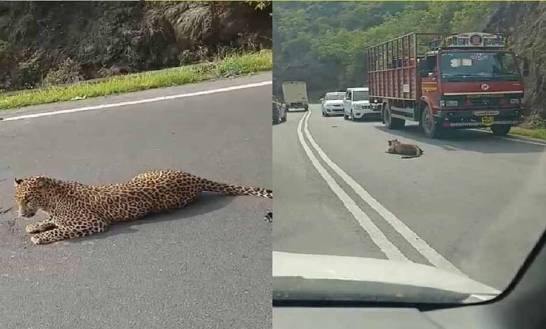 पुणे के जुन्नर तालुका के पिंपरी पेंढार इलाके में आज तेंदुए के हमले से एक बार फिर दहशत का माहौल, महिला की मौत 1 KSHITITECH pune1 KSHITITECH