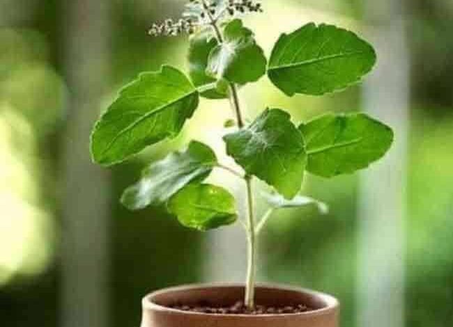 वास्तु शास्त्र के हिसाब से इस दिशा में लगाएं तुलसी का पौधा 1 KSHITITECH tulsi 1 KSHITITECH