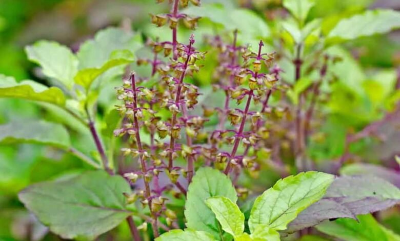 कई बीमारियों से बचाए तुलसी 1 KSHITITECH tulsi KSHITITECH
