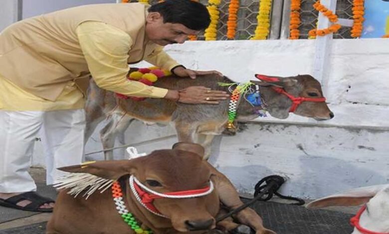 मुख्यमंत्री डॉ. यादव ने की गोवर्धन पूजा की तैयारी 1 KSHITITECH 1A 3 KSHITITECH