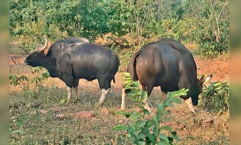 बांधवगढ़ टाइगर रिजर्व बाघों के बाद अब बायसन के लिए भी प्रसिद्ध हो सकता, बाघों के गढ़ में लाए जाएंगे 50 बायसन 1 Console Corptech Pradakshina Consulting Pvt Ltd 28A 66 Console Corptech Pradakshina Consulting Pvt Ltd