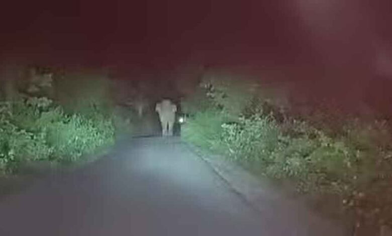 छत्तीसगढ़-बलरामपुर में पुलिया पर काम कर रहे थे मजदूरों पर हाथी का हमला 1 KSHITITECH Chhattisgarh 08 2 12 KSHITITECH