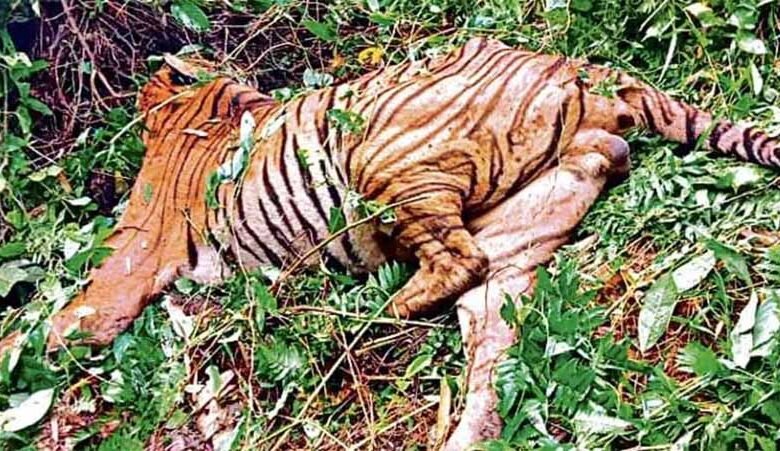बाघ की मौत के मामले में लापरवाही के चलते 2 कर्मचारियों को तत्काल प्रभाव से किया सस्पेंड 1 KSHITITECH bagh KSHITITECH