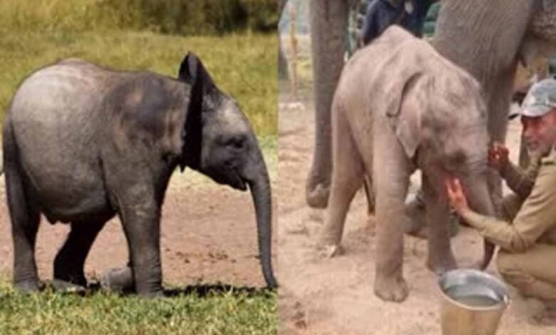 माँ से बिछड़ने के बाद बीमार था छोटा हाथी, हुई मौत 1 KSHITITECH chota hathi1 KSHITITECH