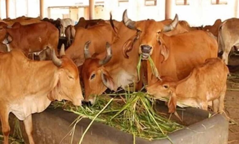 cow 2 Console Corptech Pradakshina Consulting Pvt Ltd
