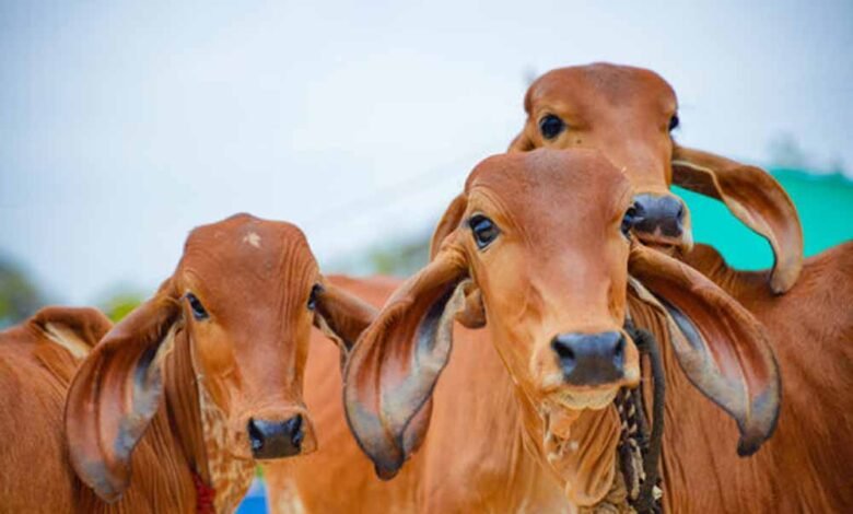 टहलने निकले रिटायर फौजी को गाय ने मारी सींग, उपचार के दौरान उनकी मौत 1 KSHITITECH cow1 1 KSHITITECH