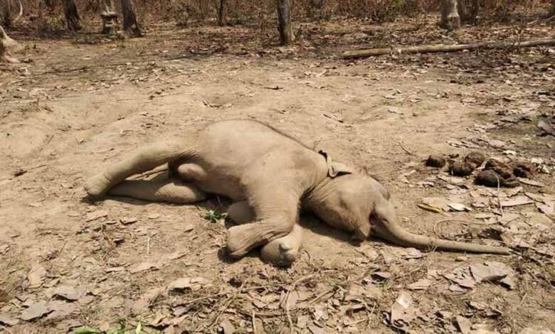 हाथी शावक की इलाज के दौरान मृत्यु 1 KSHITITECH elephant death KSHITITECH