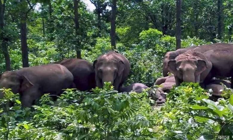 छत्तीसगढ़ के सरगुजा में ग्रामीण इलाके में पहुंचा 35 हाथियों का दल, कड़कड़ाती ठंड में रात भर जागने पर लोग मजबूर 1 KSHITITECH eliphent1 KSHITITECH
