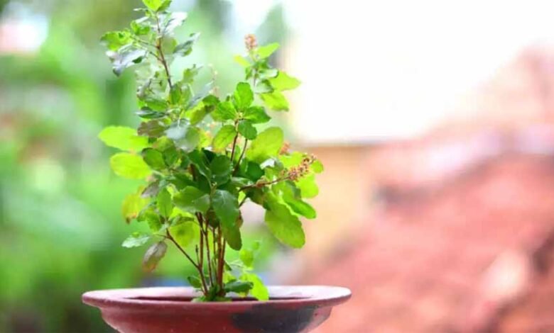 वास्तुदोष दूर करने के लिए लगाए तुलसी का पौधा 1 KSHITITECH tulsi 4 KSHITITECH