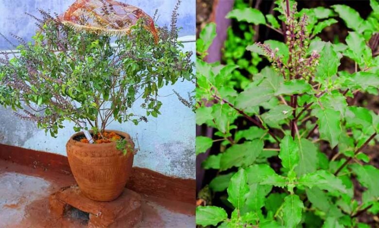 वास्तु शास्त्र के अनुसार इस दिशा में लगाएं तुलसी का पौधा 1 KSHITITECH tulsi KSHITITECH