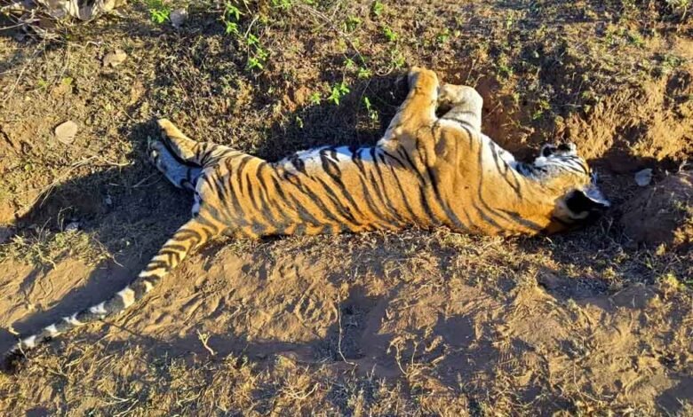 मध्य प्रदेश के रातापानी टाइगर रिजर्व में बाघिन की मौत, सड़क हादसे में गई जान 1 Console Corptech Pradakshina Consulting Pvt Ltd 2 188 Console Corptech Pradakshina Consulting Pvt Ltd
