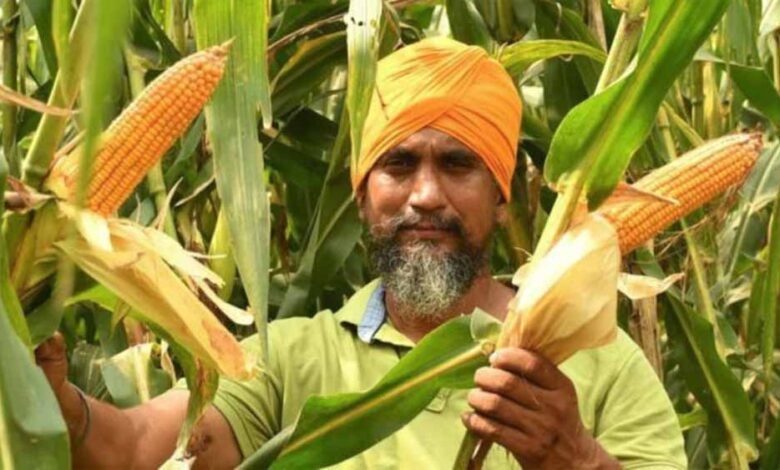 मक्का और गन्ना से अब इथोनॉल के साथ-साथ कई बायो प्रोडक्ट्स तैयार हो रहे हैं, किसानो को होगा फायदा 1 KSHITITECH maka1 KSHITITECH