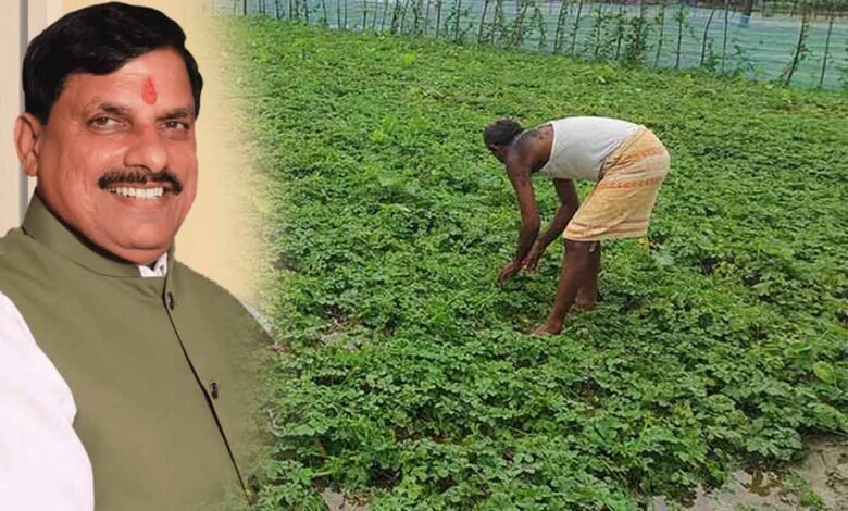 उद्यानिकी फसलों का उत्पादन भी बढ़ाया जाए, मुख्यमंत्री ने प्रदेश में जारी सोयाबीन उपार्जन की समीक्षा में दिए निर्देश 1 KSHITITECH mohan1 12 KSHITITECH