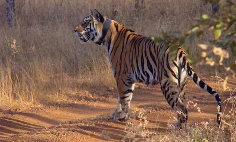 सतपुड़ा टाइगर रिजर्व के दो बाघों ने बैतूल के जंगल पहुंचकर पांच गायों को बनाया शिकार 1 KSHITITECH tiger1 KSHITITECH