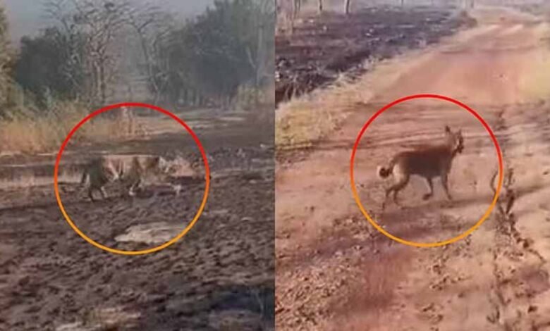 पन्ना टाइगर रिजर्व के अंदर घुसा कुत्ता, बाघ को गंभीर बीमारी का खतरा 1 KSHITITECH 1 286 KSHITITECH