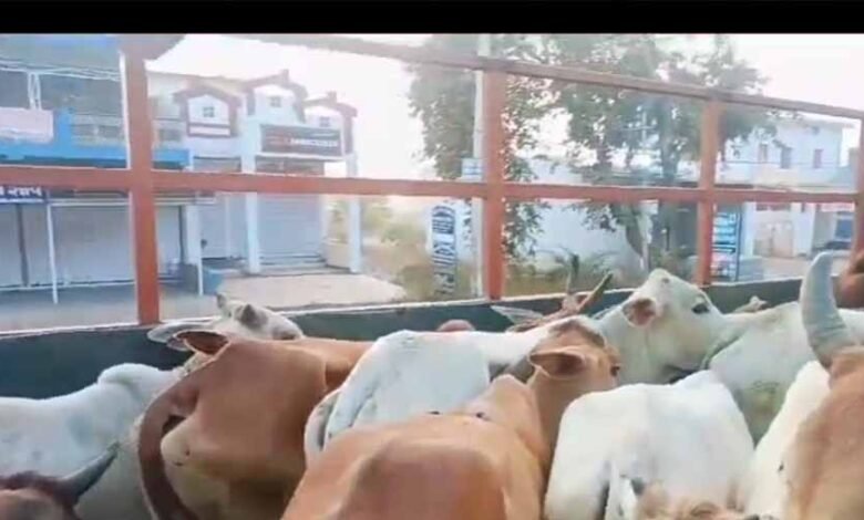 बालोद में पुलिस की बड़ी कार्रवाई, घेराबंदी कर 30 गायों का किया रेस्क्यू, आरोपी फरार 1 Console Corptech Pradakshina Consulting Pvt Ltd 2 236 Console Corptech Pradakshina Consulting Pvt Ltd