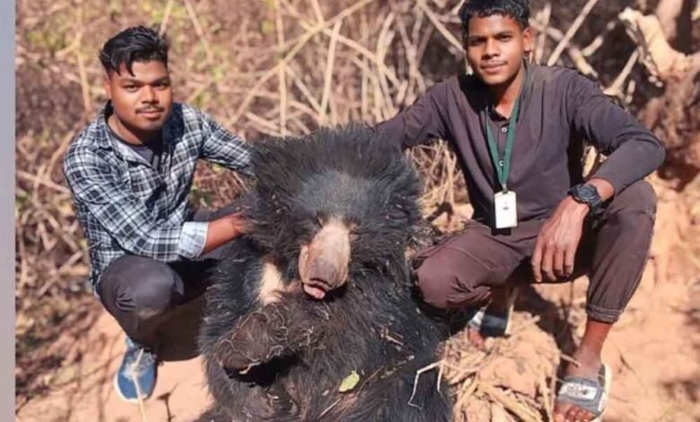 छत्तीसगढ़-मरवाही में जाल में मादा भालू की मौत पर 4 शिकारियों को किया गिरफ्तार 1 Console Corptech Pradakshina Consulting Pvt Ltd Cg 11 2 5 Console Corptech Pradakshina Consulting Pvt Ltd