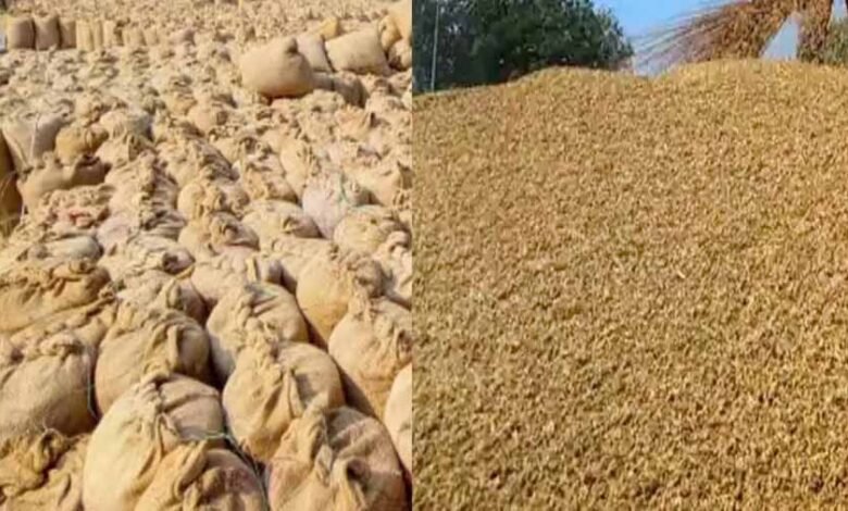 धान खरीदी का आंकड़ा 145 लाख मीट्रिक टन से पार 1 KSHITITECH dhan2 1 KSHITITECH