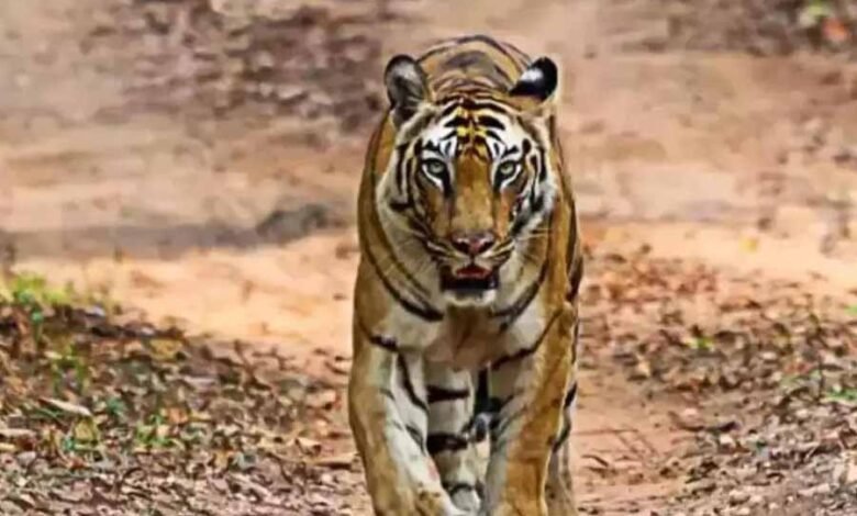 पेंच टाइगर रिजर्व से लाई गई बाघिन लगातार कर रही शिकार 1 KSHITITECH 2 361 KSHITITECH