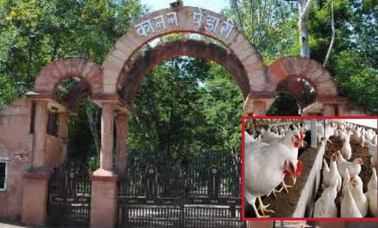 कानन में बर्ड फ्लू का खतरा : बाघ, तेंदुआ और शेर को नहीं मिलेगा चिकन 1 KSHITITECH 2 76 KSHITITECH