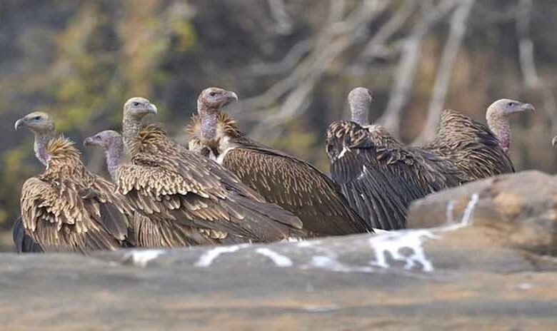 गिद्धों को भा रहा मध्य प्रदेश, एक साल में 165 गिद्ध बढ़े, सीएम डॉ मोहन ने की वन विभाग की सराहना 1 KSHITITECH 3 342 KSHITITECH