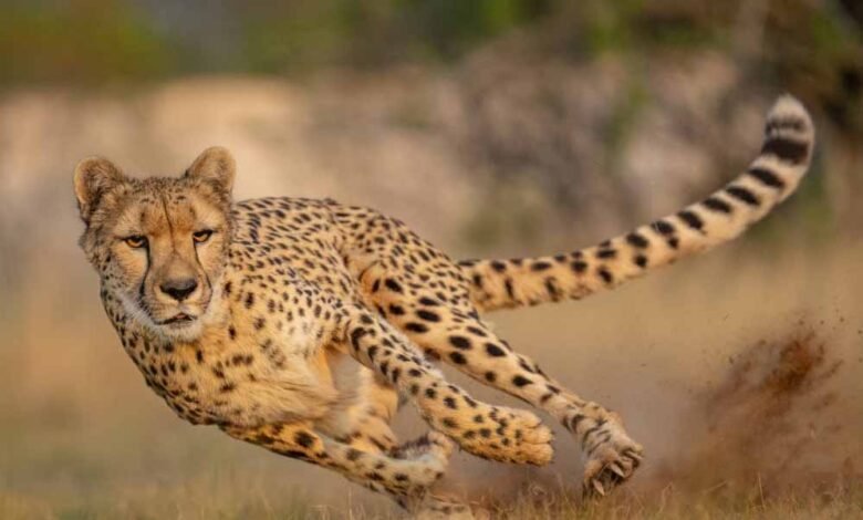 चीता प्रबंधन के लिये 8 करोड़ 90 लाख की बजट स्वीकृति 1 KSHITITECH cheetah 33 2 1 KSHITITECH
