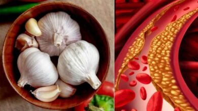 garlic Console Corptech Pradakshina Consulting Pvt Ltd
