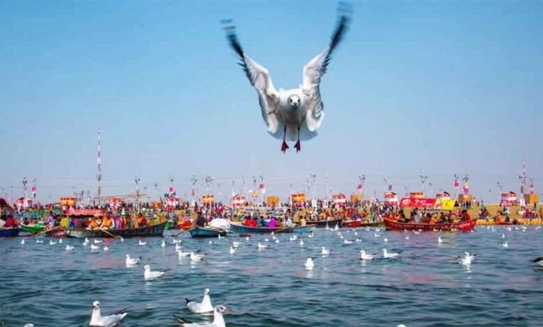 साइबेरियाई पक्षी हजारों किलोमीटर का सफर तय कर पहुंचे संगम, महाकुंभ की भव्यता की बढ़ाई खूबसूरती 1 KSHITITECH pakchi1 KSHITITECH