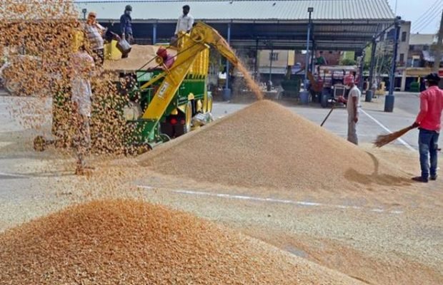 गेहूँ उपार्जन के लिये 31 मार्च तक होगा पंजीयन-खाद्य मंत्री राजपूत 1 KSHITITECH wheat 620x400 1 KSHITITECH