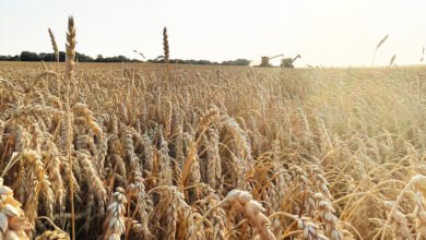 wheat 76 2 1 Console Corptech Pradakshina Consulting Pvt Ltd