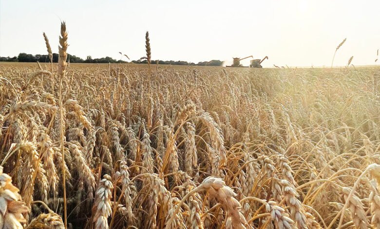 wheat 76 2 1 Console Corptech Pradakshina Consulting Pvt Ltd