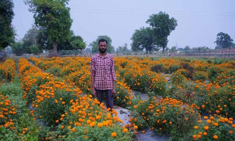 गेंदे की खेती कम लागत में ज्यादा मुनाफा 1 KSHITITECH 1 437 KSHITITECH