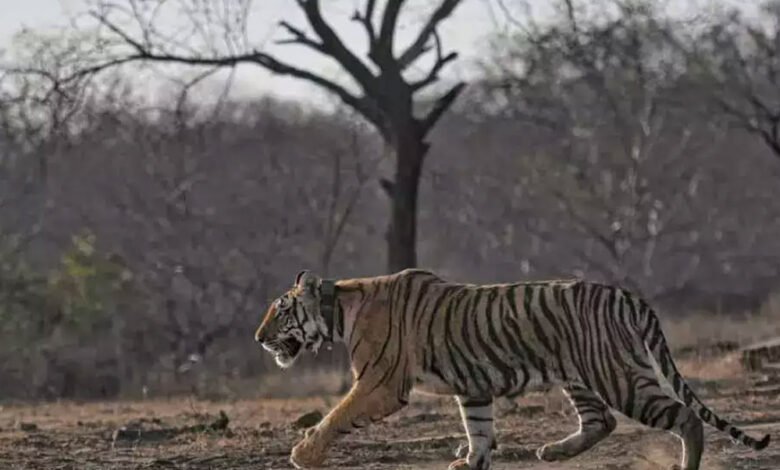 पेंच नेशनल पार्क से लाकर छोड़ा जाएगा एक और बाघ, मादा बाघिन को पसंद आ रहा है माधव टाइगर क्षेत्र 1 KSHITITECH 13A 97 KSHITITECH