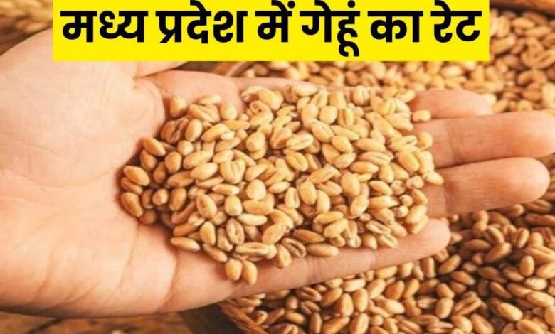 गेहूँ उपार्जन के लिये 31 मार्च तक होगा पंजीयन : खाद्य मंत्री राजपूत 1 KSHITITECH 18A 131 KSHITITECH