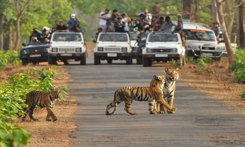 माधव टाइगर रिजर्व बनने पर प्रदेशवासियों को दी बधाई : वन राज्य मंत्री अहिरवार 1 Console Corptech Pradakshina Consulting Pvt Ltd Tiger ReserveA 92 3 Console Corptech Pradakshina Consulting Pvt Ltd