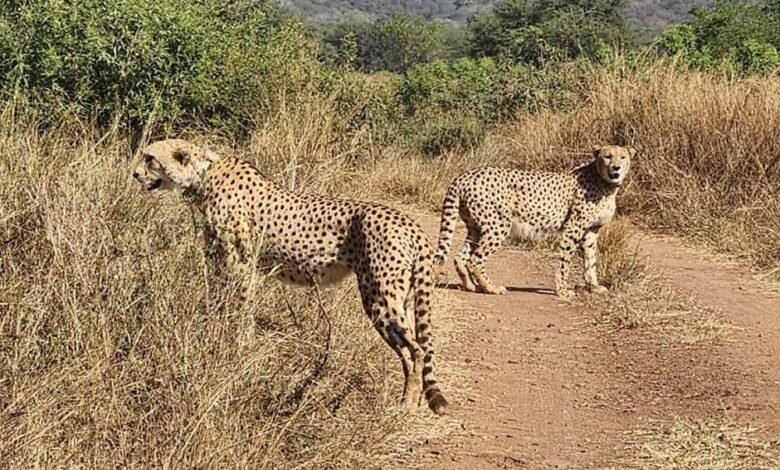 श्योपुर में पर्यटकों को सहजता से मिलेगा चीता देखने का अवसर 1 KSHITITECH cheeta KSHITITECH