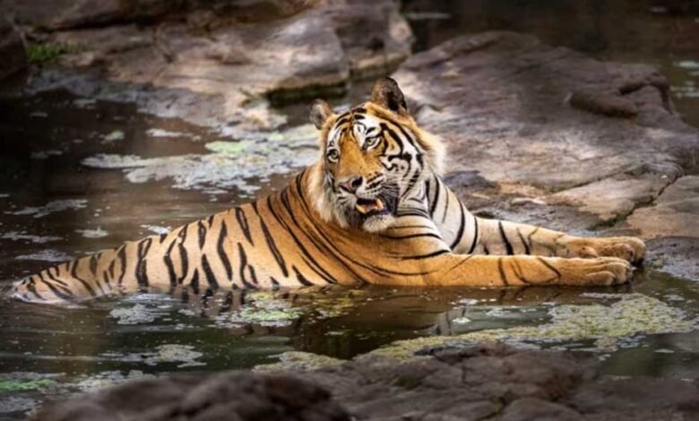 मध्य प्रदेश के जंगलों में गर्मी के मौसम के दौरान बाघों के बीच वर्चस्व की जंग और तेज हो जाती 1 KSHITITECH tiger 52 6 1 KSHITITECH