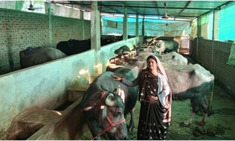 समूह से ऋण लेकर उच्च नस्ल के दूधारू पशुओं को खरीदा, 80 लीटर प्रति दिन दूध उत्पादन कर रही श्रीमती कुर्मी 1 KSHITITECH wafelo KSHITITECH