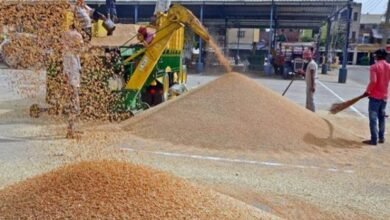 wheat 620x400 3 Console Corptech Pradakshina Consulting Pvt Ltd