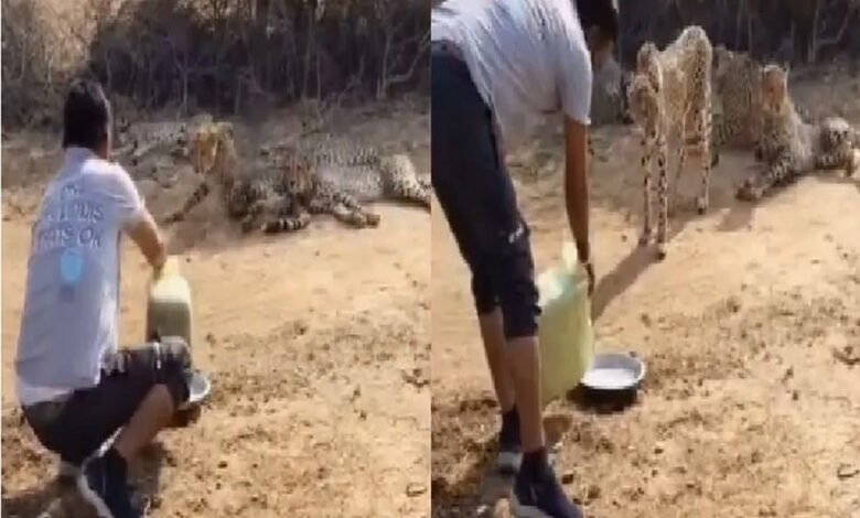 कूनो नेशनल पार्क में एक ग्रामीण ने प्यासे चीता और उसके शावकों को पानी पिलाया, वायरल वीडियो 1 KSHITITECH 5A 45 1 KSHITITECH