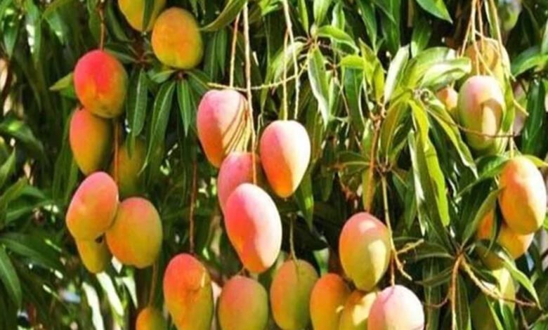 उद्यान रोपणियों में आम मातृवृक्षों में लगे आम फलों की नीलामी 16 और 17 अप्रैल को दोपहर ढाई बजे से की जाएगी 1 KSHITITECH 9A 144 KSHITITECH