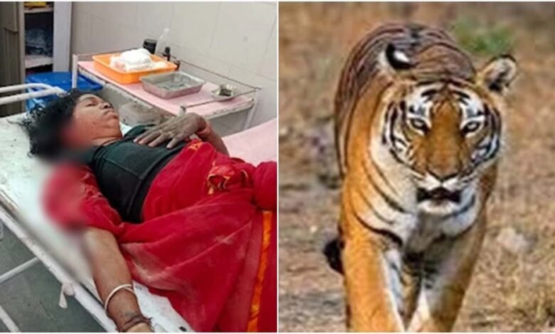 बांधवगढ़ में बाघों का फैला आतंक, कल एक बच्चे को मारने के बाद आज महिला पर किया हमला, दहशत का माहौल 1 KSHITITECH bagh2 1 KSHITITECH