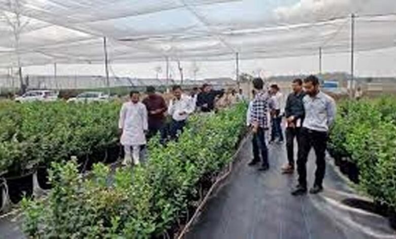 अमरवाड़ा ब्लॉक में लगभग 135 एकड में ब्लू बेरी की सफल खेती की जा रही 1 KSHITITECH bery1 KSHITITECH
